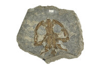 F 08433
<br/>
Homo diluvii testis
<br/>
<em></em>